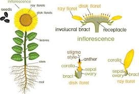 Understanding Florets